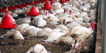 Gripe aviar: ¿culpable del exagerado aumento del precio de los huevos?