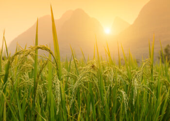 Se avecina la peor escasez mundial de arroz en dos décadas