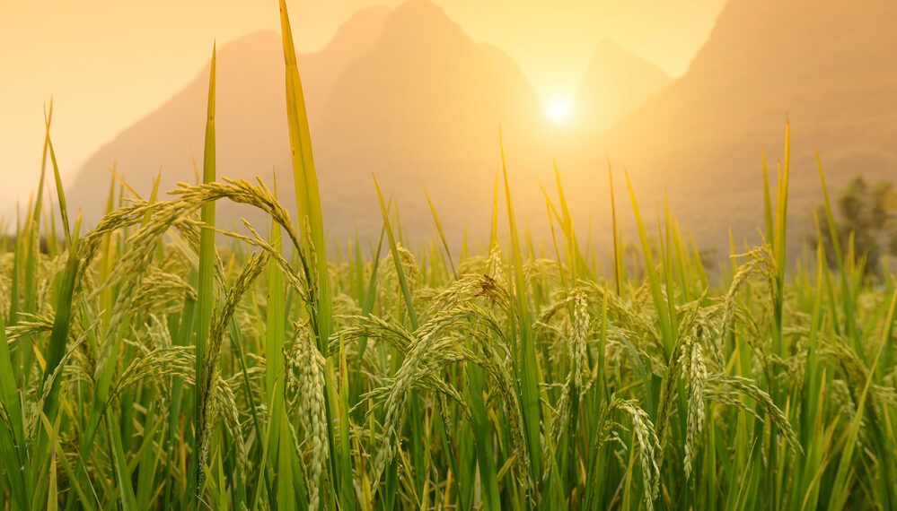 Se avecina la peor escasez mundial de arroz en dos décadas