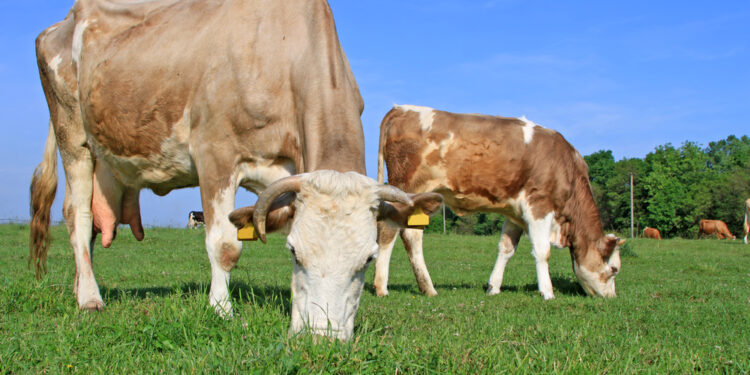 Los precios de la carne alcanzan niveles récord