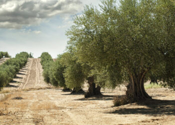 Industria del aceite de oliva vive uno de los peores momentos de su historia