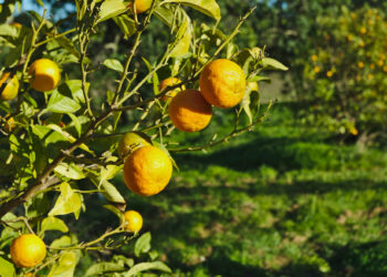 Huracanes golpearon la producción de cítricos en Florida y encarecerán los precios en 2025