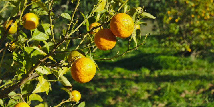 Huracanes golpearon la producción de cítricos en Florida y encarecerán los precios en 2025