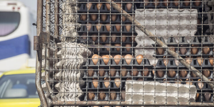 Autoridades frustran masivo contrabando de huevos desde México hacia Estados Unidos