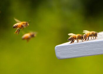 La revolución robótica que promete salvar a las abejas del colapso mundial