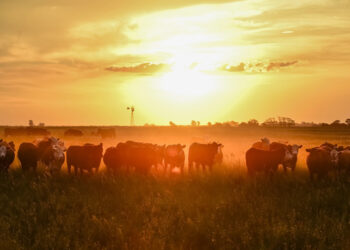 Precio de la carne de res se dispara en EE.UU.: Sequía histórica de ganado presiona costos