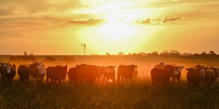 Precio de la carne de res se dispara en EE.UU.: Sequía histórica de ganado presiona costos