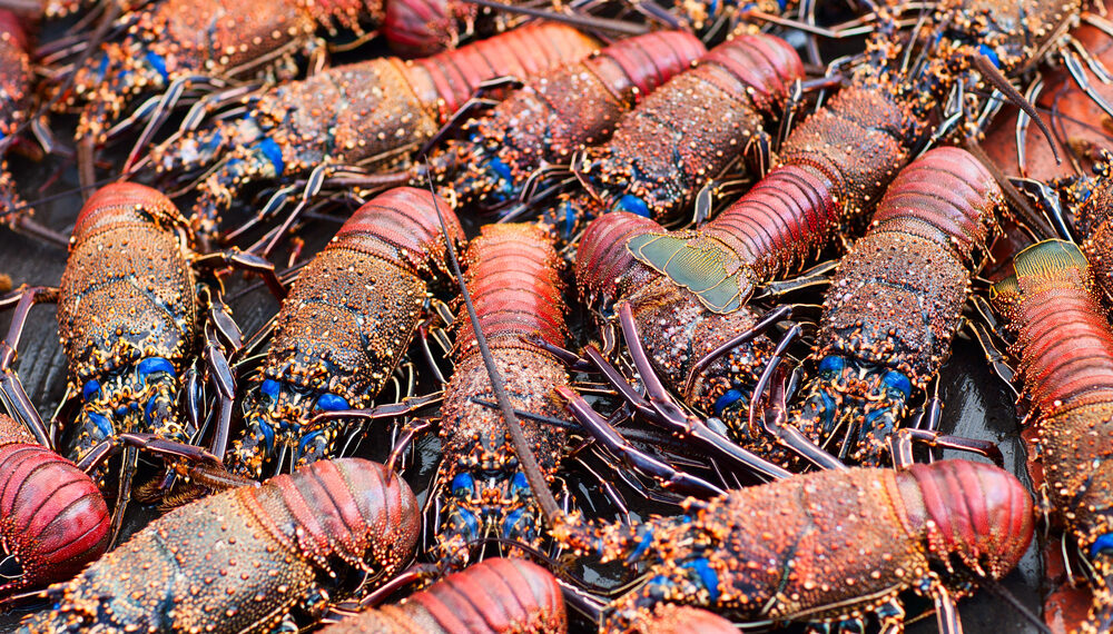 Robo millonario de langostas que iban rumbo a tiendas Costco