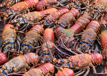 Robo millonario de langostas que iban rumbo a tiendas Costco