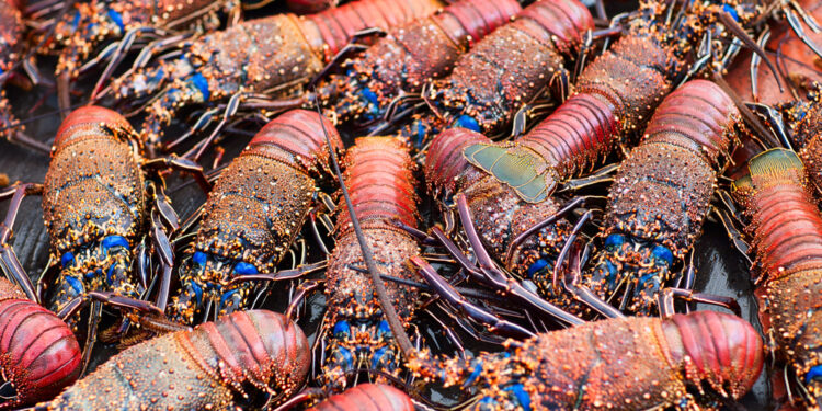 Robo millonario de langostas que iban rumbo a tiendas Costco