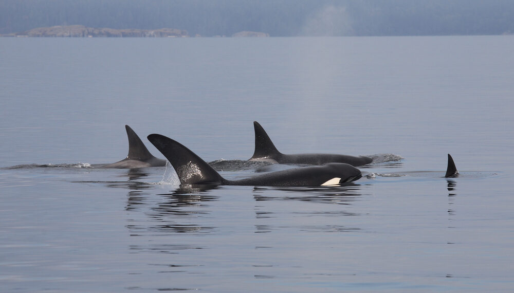 Alianza inesperada entre delfines y orcas en aguas de Vancouver Island cerca a la ciudad de Victoria