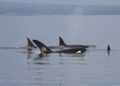 Alianza inesperada entre delfines y orcas en aguas de Vancouver Island cerca a la ciudad de Victoria