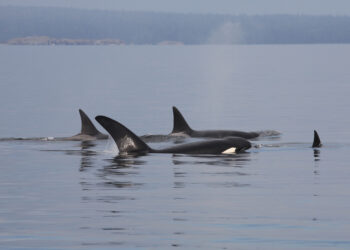 Alianza inesperada entre delfines y orcas en aguas de Vancouver Island cerca a la ciudad de Victoria