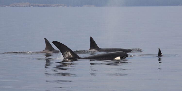 Alianza inesperada entre delfines y orcas en aguas de Vancouver Island cerca a la ciudad de Victoria