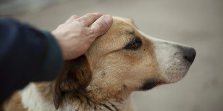 Emirates mantiene sus operaciones en Dubái mientras expatriados abandonan mascotas al huir del país