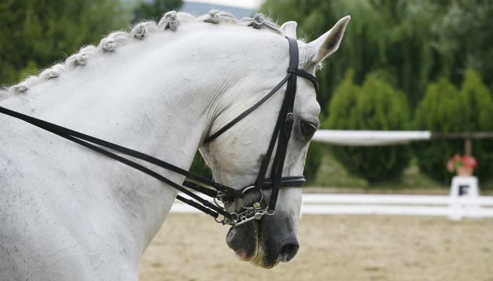 Evacuación contrarreloj de caballos de élite atrapados por la guerra en el Golfo
