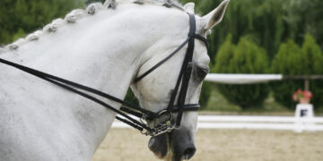 Evacuación contrarreloj de caballos de élite atrapados por la guerra en el Golfo