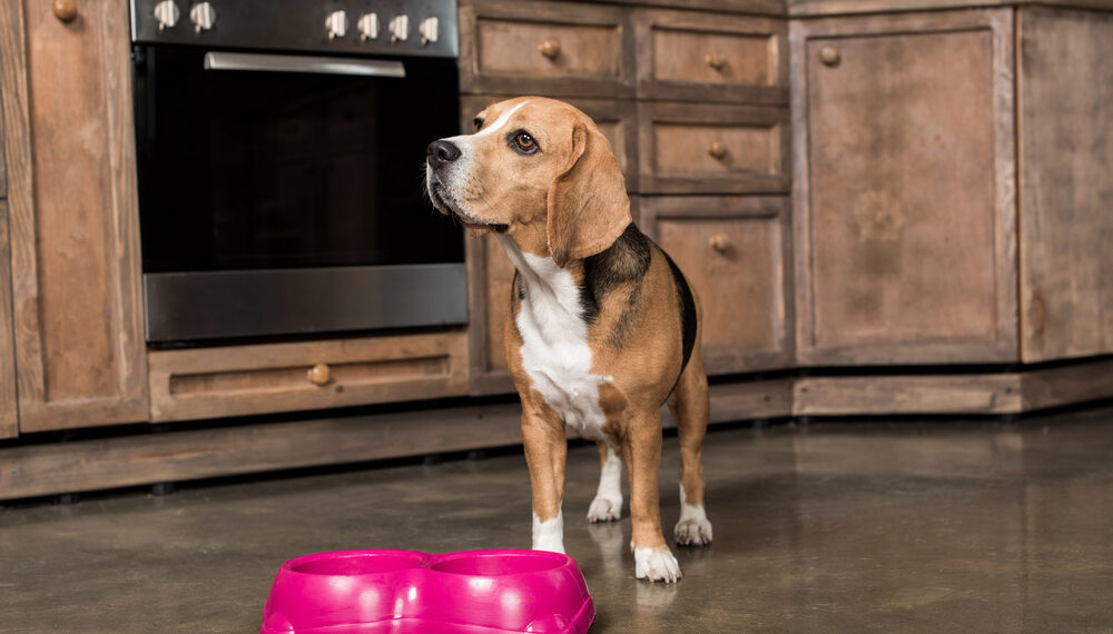 Retiran alimentos para perros en EE.UU. y Canadá por posible contaminación con metales