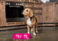 Retiran alimentos para perros en EE.UU. y Canadá por posible contaminación con metales