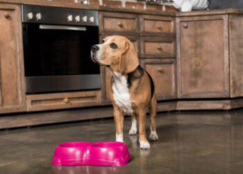 Retiran alimentos para perros en EE.UU. y Canadá por posible contaminación con metales