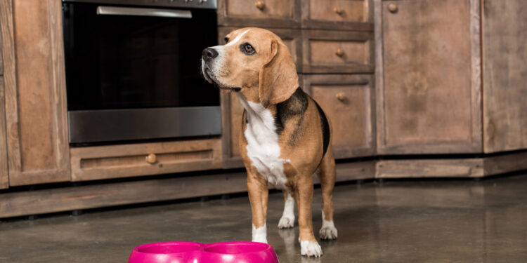 Retiran alimentos para perros en EE.UU. y Canadá por posible contaminación con metales
