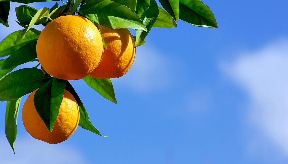 La naranja de Florida busca sobrevivir: Tecnología genética abre una esperanza tras perder 95% de su producción