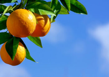 La naranja de Florida busca sobrevivir: Tecnología genética abre una esperanza tras perder 95% de su producción